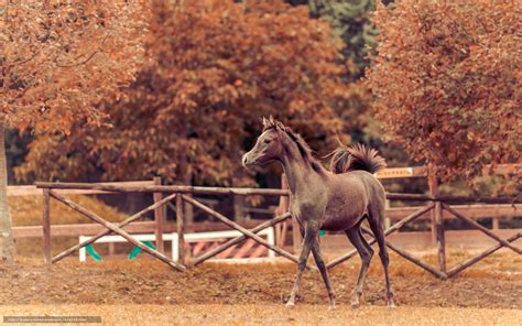 🔥 [40+] Autumn Horse Pictures Wallpapers | WallpaperSafari