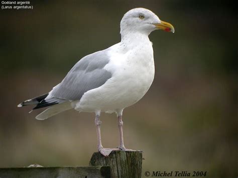 European Herring Gull - Larus argentatus - mite6567