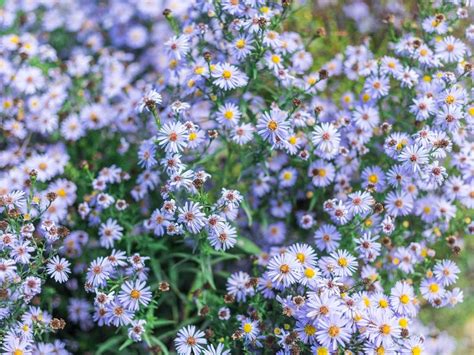 Growing Blue Aster Flowers: Popular Types Of Blue Aster Plants