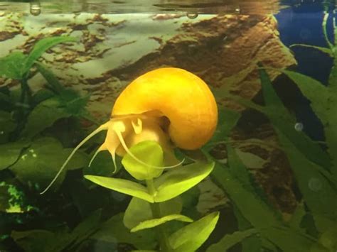 4 Aquatic Snail Species for Your Freshwater Aquarium - PetHelpful