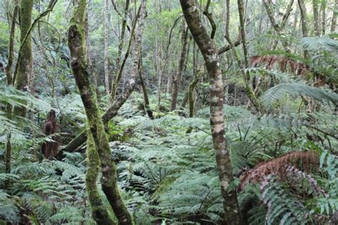 SECRETS OF KNYSNA FOREST (Harkerville) - All You Need to Know BEFORE You Go