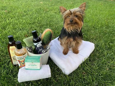 How to Groom a Yorkie: DIY Grooming tips | The Dog Tale