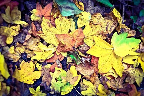 How to Make Leaf Mold Compost (Fastest Methods)