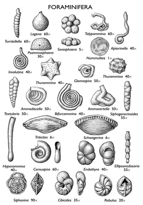 Coral Fossil Identification Chart