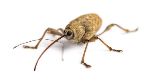 Weevil genius: Insect inspires stronger, more flexible materials | Center for Science ...