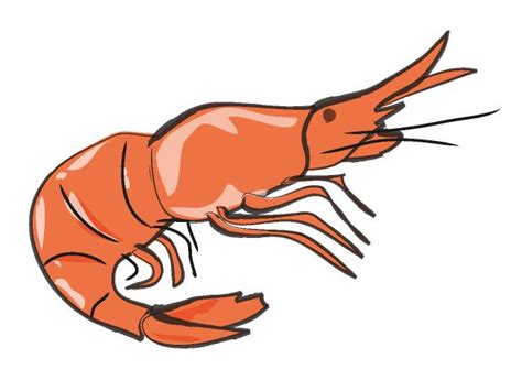 Prawn clipart - Clipground