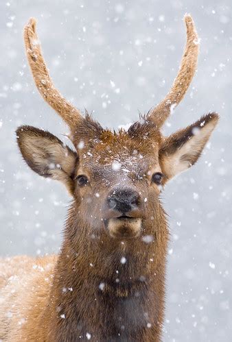 Rocky Mountain Snowfall | Shot in Rocky Mountain National Pa… | Flickr