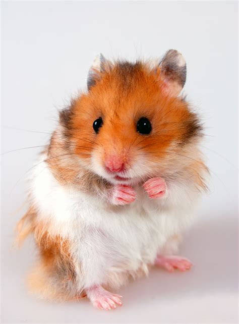 Taking Care of Pet Hamsters Won't Be Difficult Anymore. See How