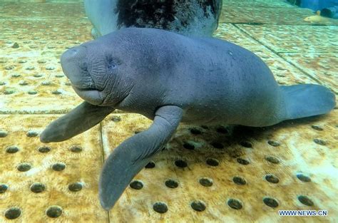 African manatee cub and its mother at Chimelong Ocean Kingdom in Zhuhai