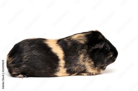 cavia Stock Photo | Adobe Stock