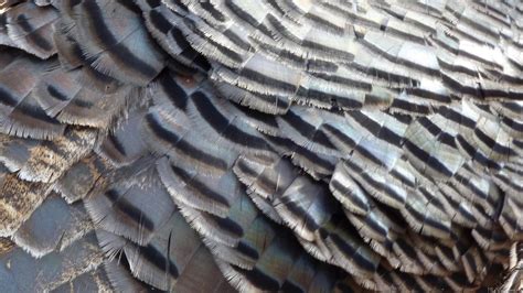 MLeWallpapers.com - Wild Turkey Feathers II