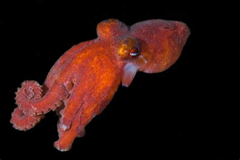 9 Types Of Octopus Species: The Diverse Octopus Family