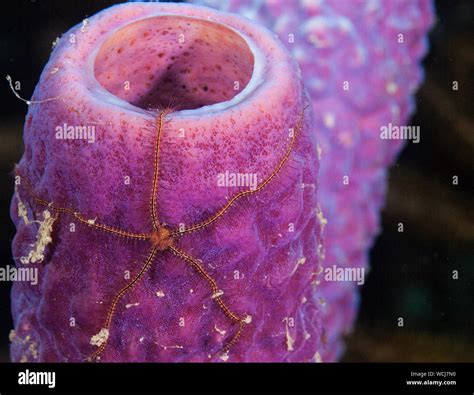 Tropical fish caribbean underwater hi-res stock photography and images - Alamy