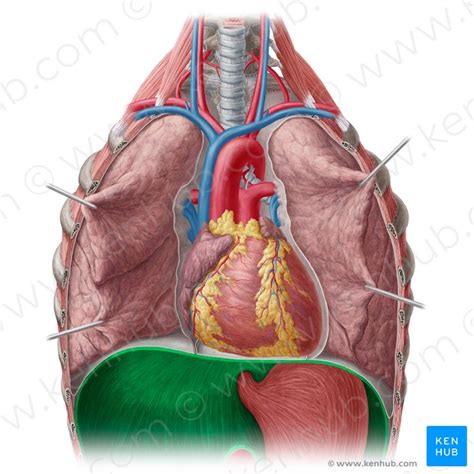 Diaphragm: Location, anatomy, innervation and function | Kenhub