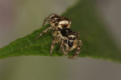 Zebra Spider Facts, Habitat, Diet, Adaptations, Pictures