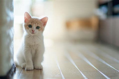 White Cat Wallpapers - Wallpaper Cave