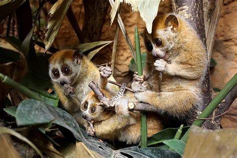 Pygmy Slow Lorises: Meet them at Zoo Leipzig!