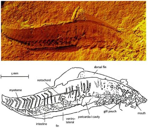 Extinct Animal of the Week: A Different Kind of Fish