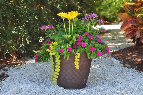 Here's a pretty combination of gerbera daisy, hot pink calibrachoa, verbena, and golden ...