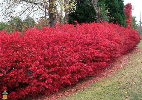 fast growing privacy bushes Garden Shrubs, Lawn And Garden, Garden Plants, Garden Fencing ...