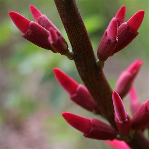 Coral Bean: A Nitrogen-Fixing Native Florida Wildflower | The Survival Gardener