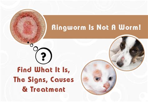 Ringworm Is Not A Worm! Find What It Is, The Signs, Causes & Treatment ...