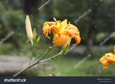 22 Botanical Garden Godawari Images, Stock Photos & Vectors | Shutterstock