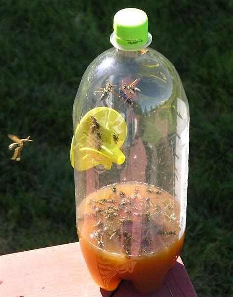 Fatal Funnel Wasp Traps | Wasp traps, Hornet trap, Garden insects