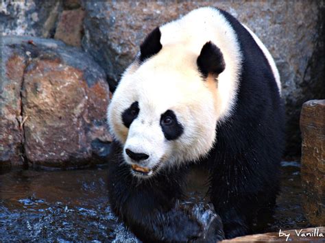 Panda - Adelaide Zoo, Australia | Panda bear, Panda, Zoo