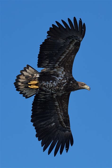 White-tailed eagle (Haliaeetus albicilla)