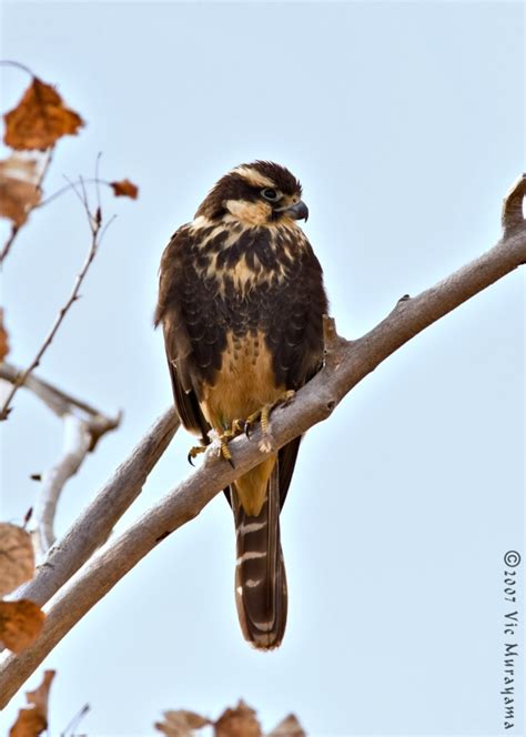 Aplomado Falcon | BirdPhotos.com