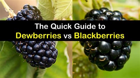 Blackberries and Dewberries - How They are Different