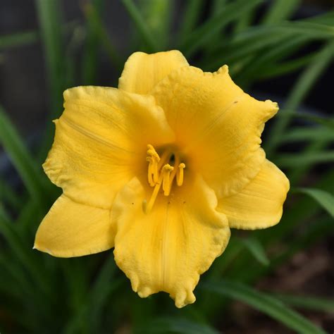 Stella De Oro Daylily | Platt Hill Nursery