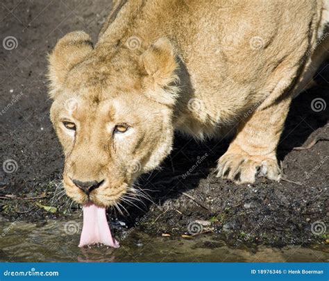 Lion Drinking Water Royalty Free Stock Image - Image: 18976346