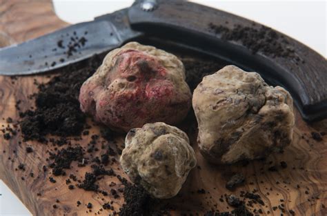 The White Truffle of Alba in Piedmont - Italia.it