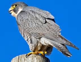 Peregrine Falcon