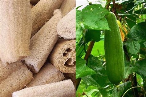 LOOFAH GOURD / LUFFA / SPONGE GOURD seeds – Boondie Seeds