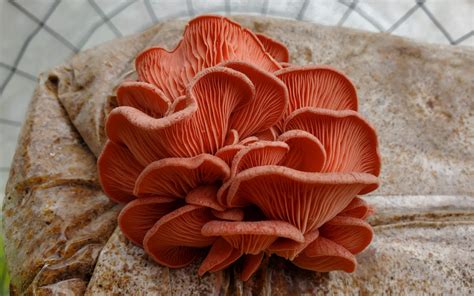 The Pink Oyster Mushroom - FreshCap Mushrooms