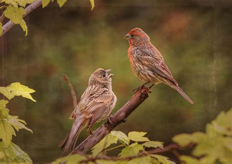 House Finch Male Feeding His Chick Photograph by Vicki Stansbury