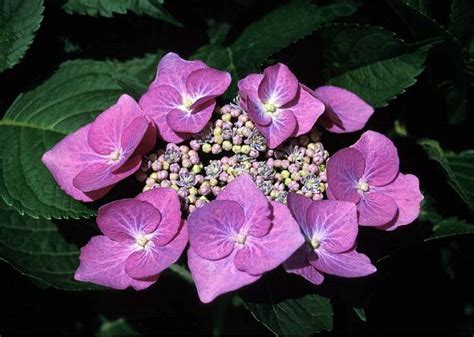 HYDRANGEA - Popular ornamental plants | kinds of ornamental plants