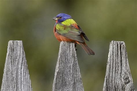 Painted Bunting Delights Vermont Bird Watchers | Vermont Center for Ecostudies