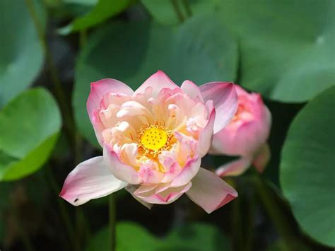 ‘Namoh 108’, a new variety of lotus with 108 petals unveiled