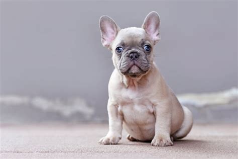 Lilac French Bulldog: Everything to Know – FrenchieWiki