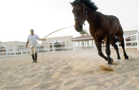 Learn About Being a Horse Trainer