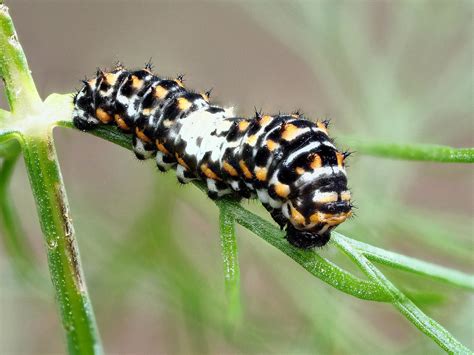 Old World Swallowtail and Oregon Swallowtail Butterfly, description, characteristics, size ...