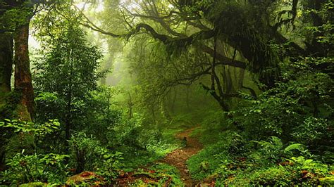 Online crop | HD wallpaper: woodland, redwoods, national park, forest ...