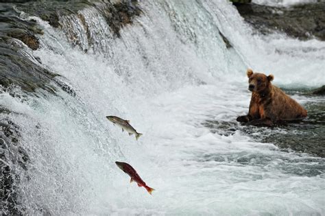 Salmon run - Brooks Falls, Alaska | View large on black | ConstantineD | Flickr