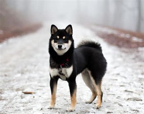 Favorite dog breeds? | Page 5 | Sherdog Forums | UFC, MMA & Boxing ...