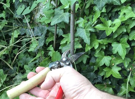 Simple Grafting Without Special Tools : 7 Steps (with Pictures) - Instructables