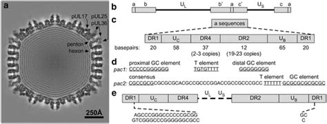 Herpesvirus Capsid Assembly and DNA Packaging | SpringerLink